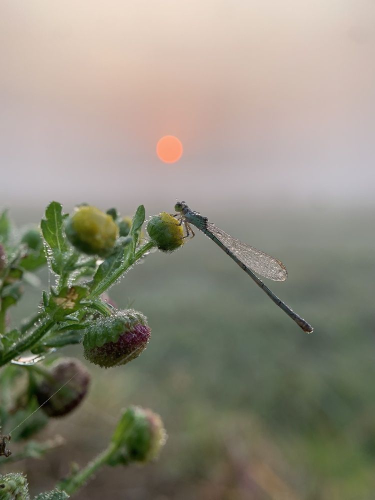 Photograph by Pappai Sarkar