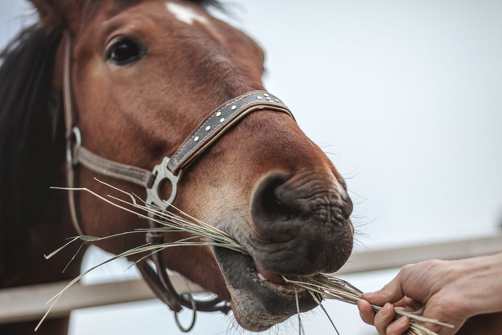Фотография автора Ivan Osipov