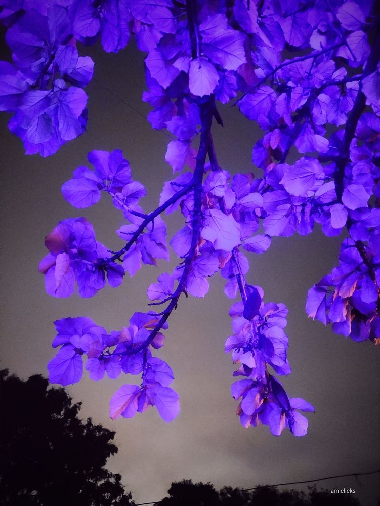 Photograph by Views of ami