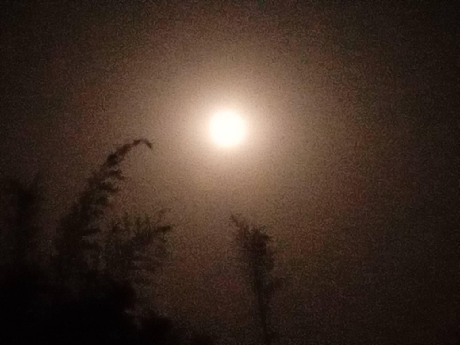 Photo #13119631