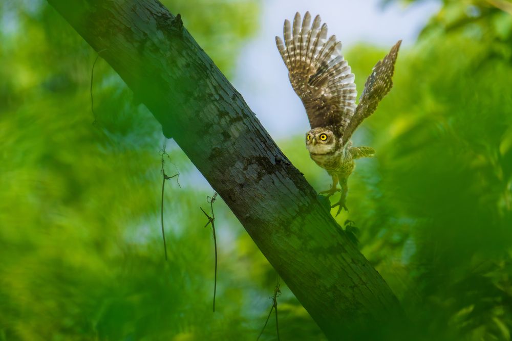 Photograph by Arkachanda Roy