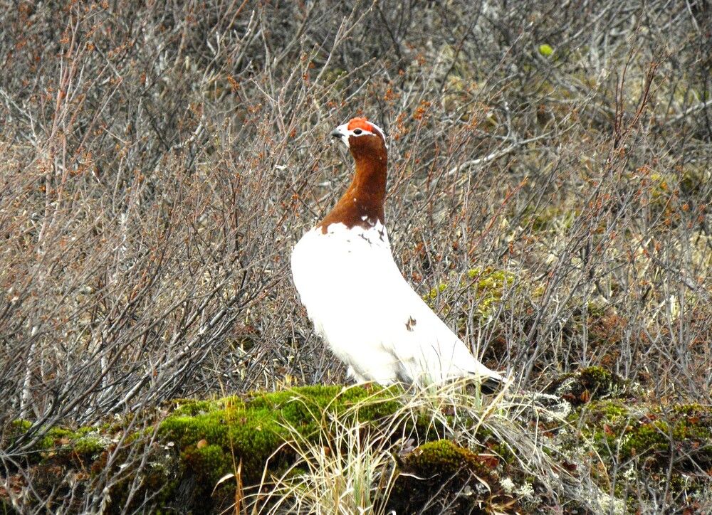 Горный орёл