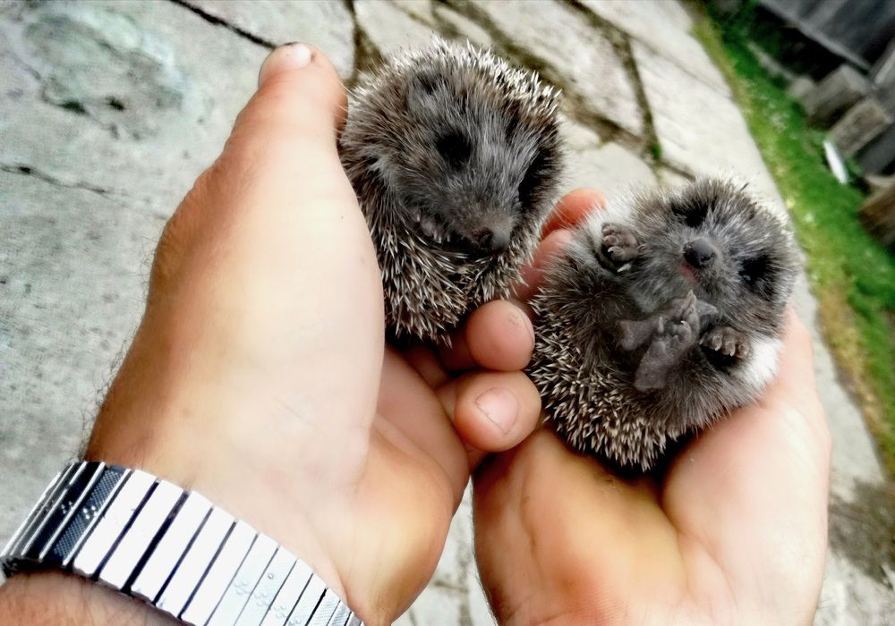 Photograph by Анна Пигулевская