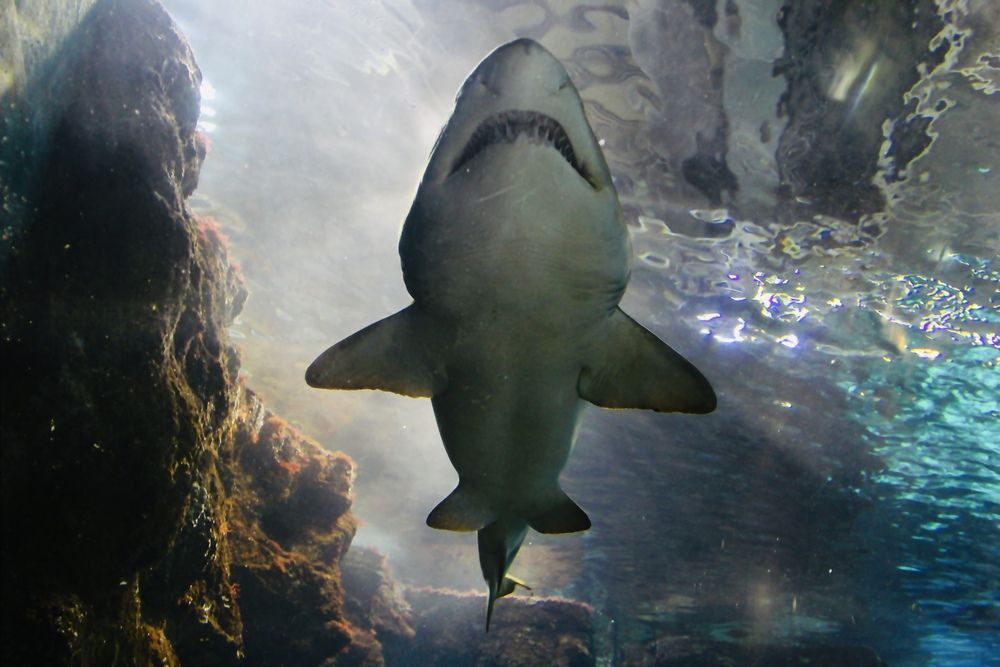 Photograph by Игорь Ребров