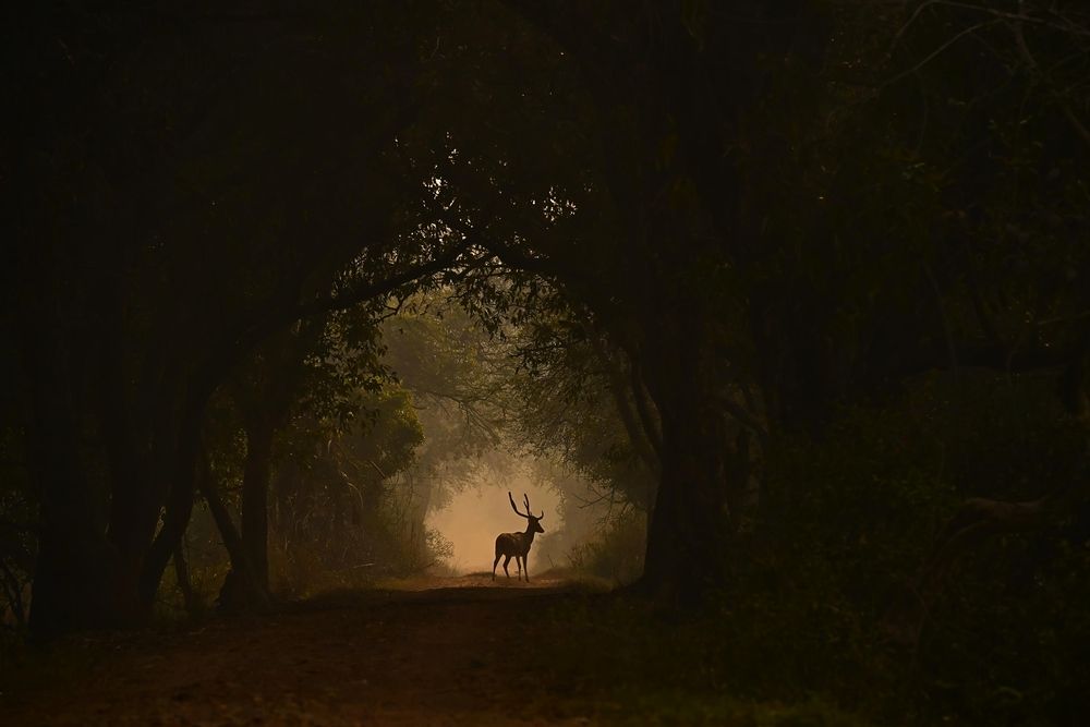 Spotted deer ,Пятнистый олень