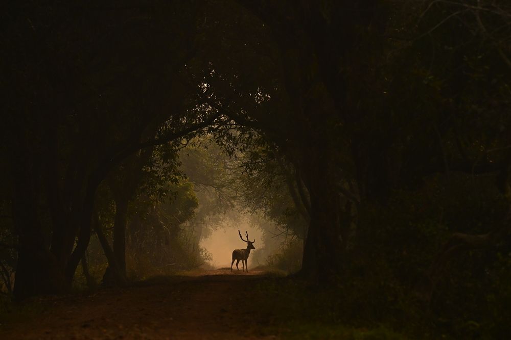 Photograph by Olga Ольга Joshi Джоши