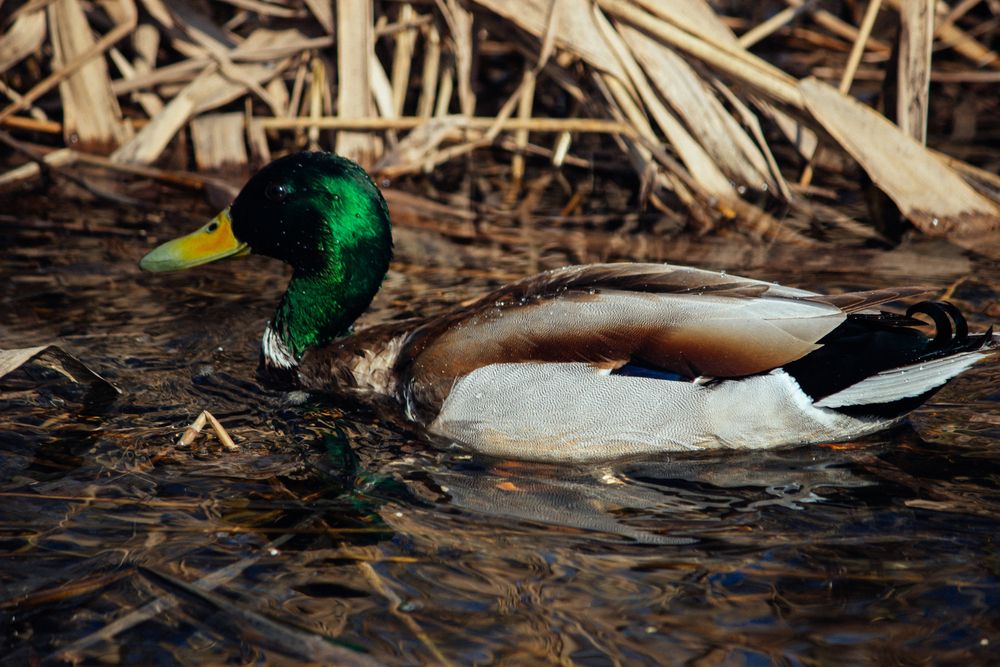Photograph by Мария Грин (Сычёва)