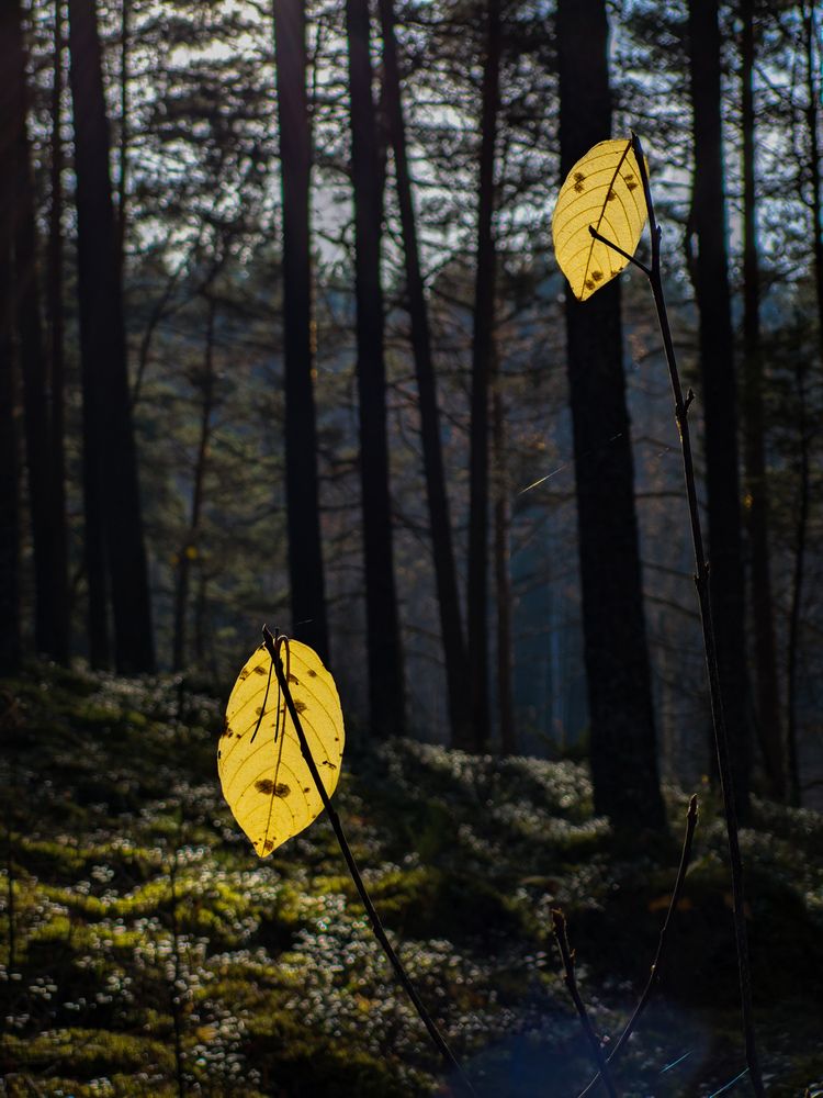 Photograph by Alexandr Gorelenkov