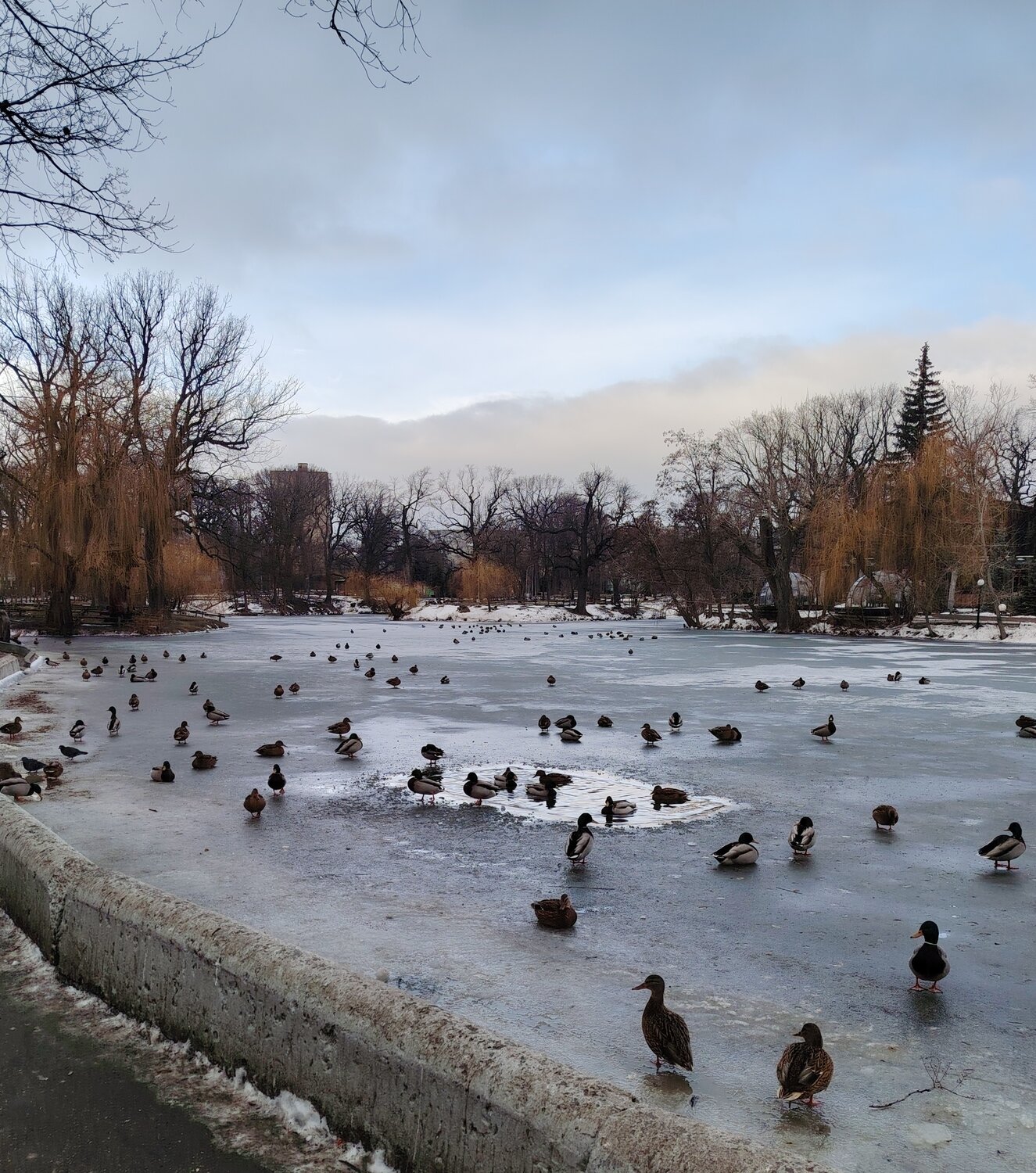 Photo #13120532