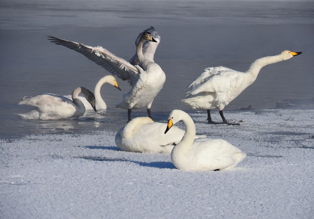 Photograph by Галина Хвостенко