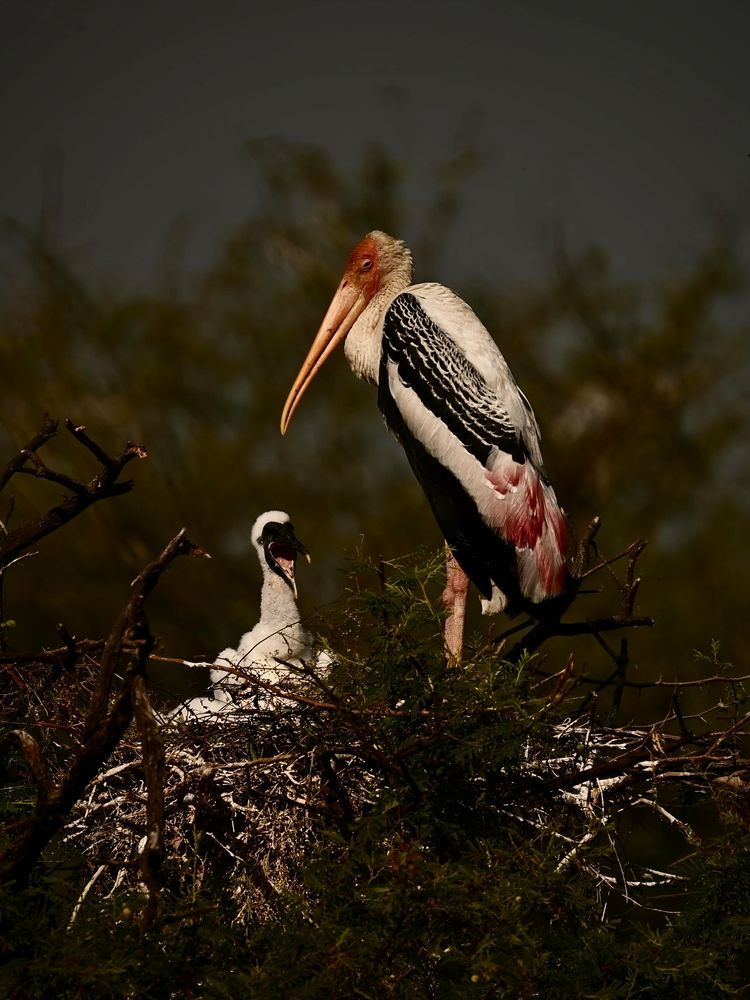 Фотография автора Olga Ольга Joshi Джоши