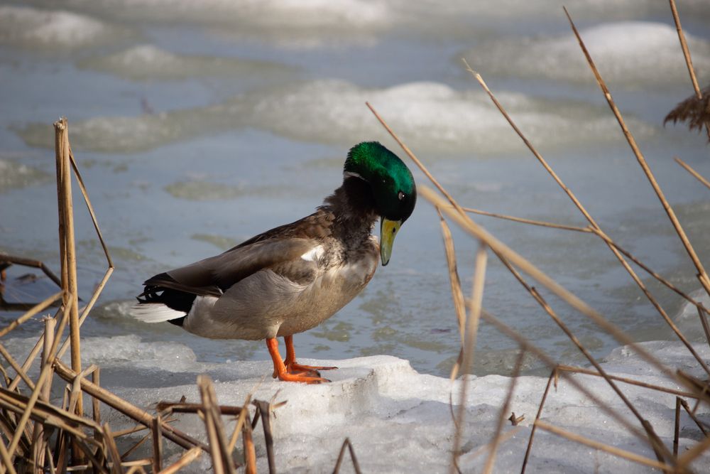Photograph by Мария Грин (Сычёва)