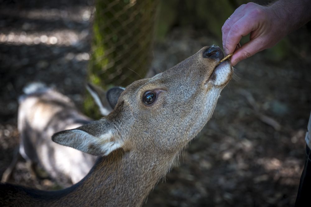Photograph by Александр Журавлев