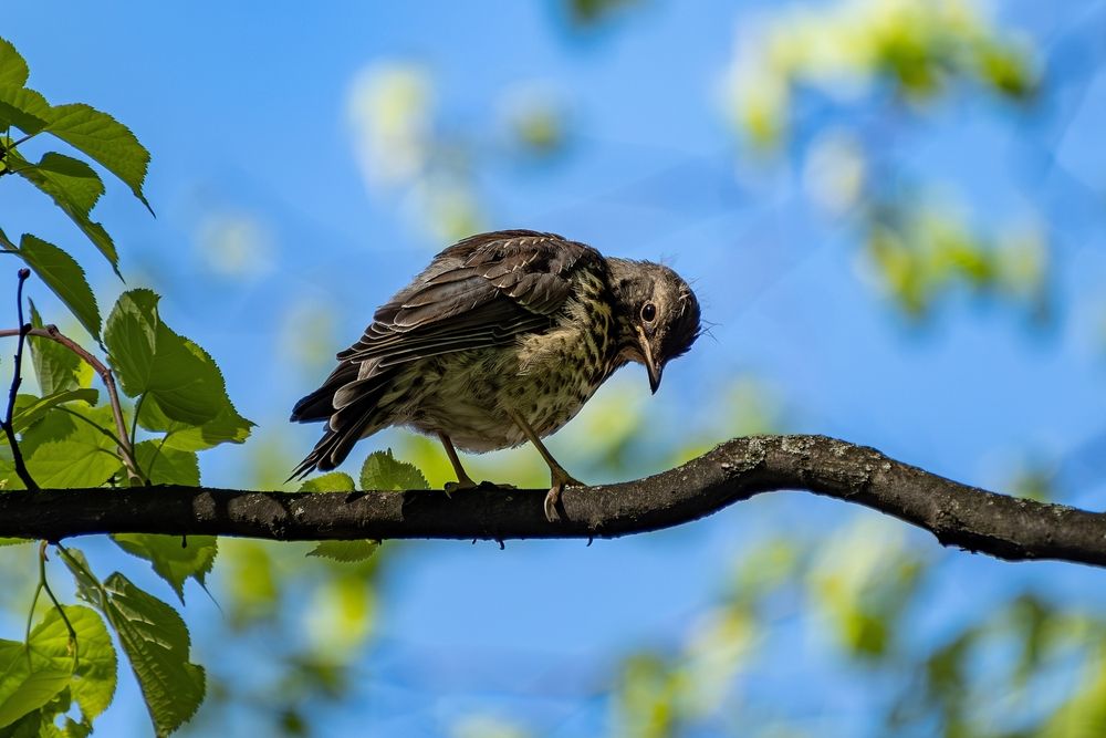 Photograph by Михаил Косолапов