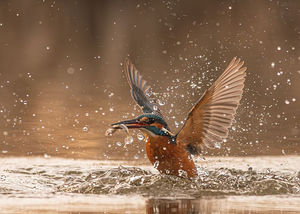 The Azure Monarch: Awakening from the Depths