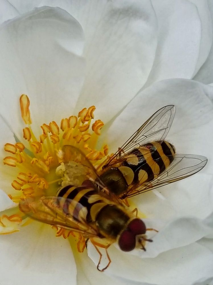 Photograph by Елена Пархоменко