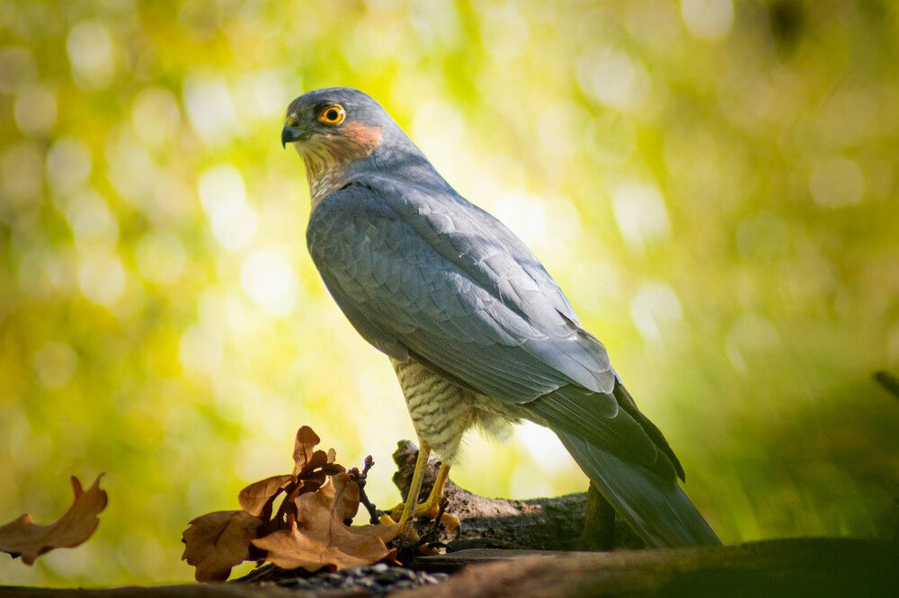 Photograph by Александр Анисенков