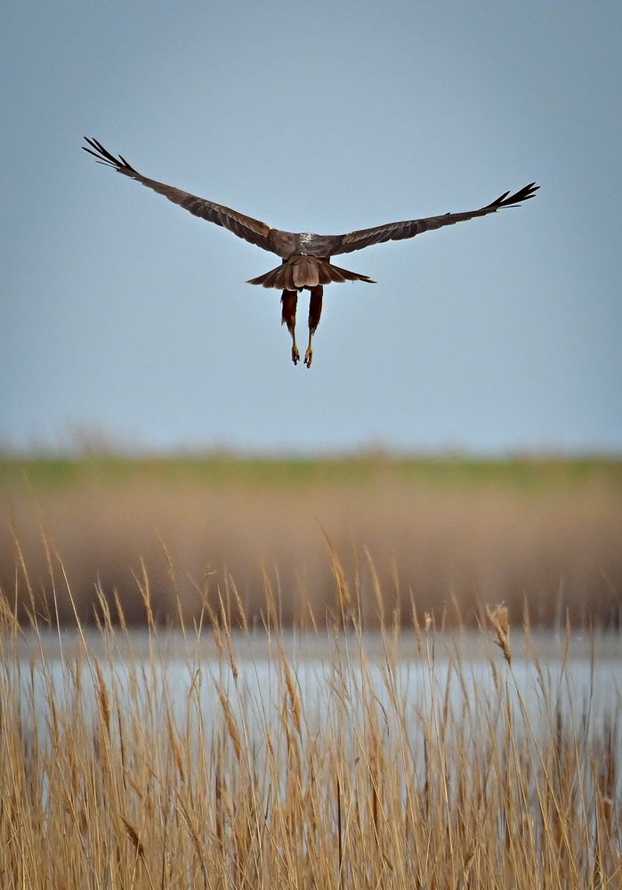 Photograph by Алла Кожевникова