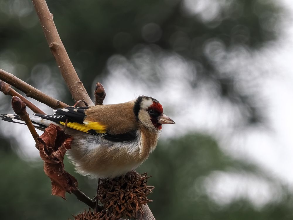 Photograph by Cüneyt Fischer