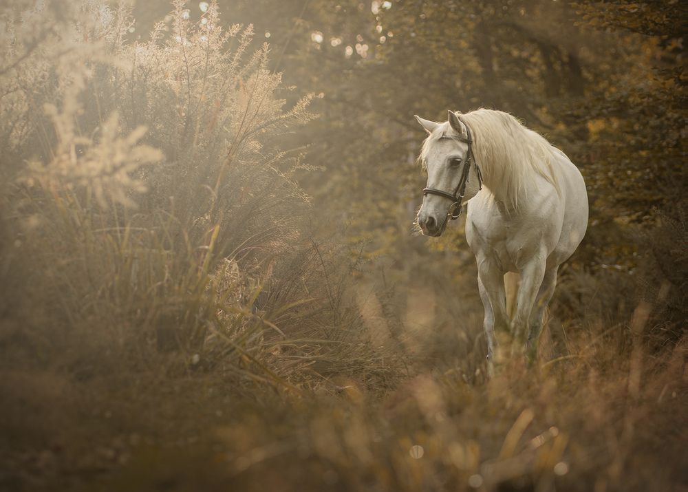 Photograph by Collette Cassell