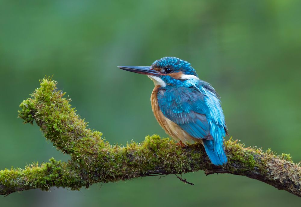 Photograph by Чибиркин Александр