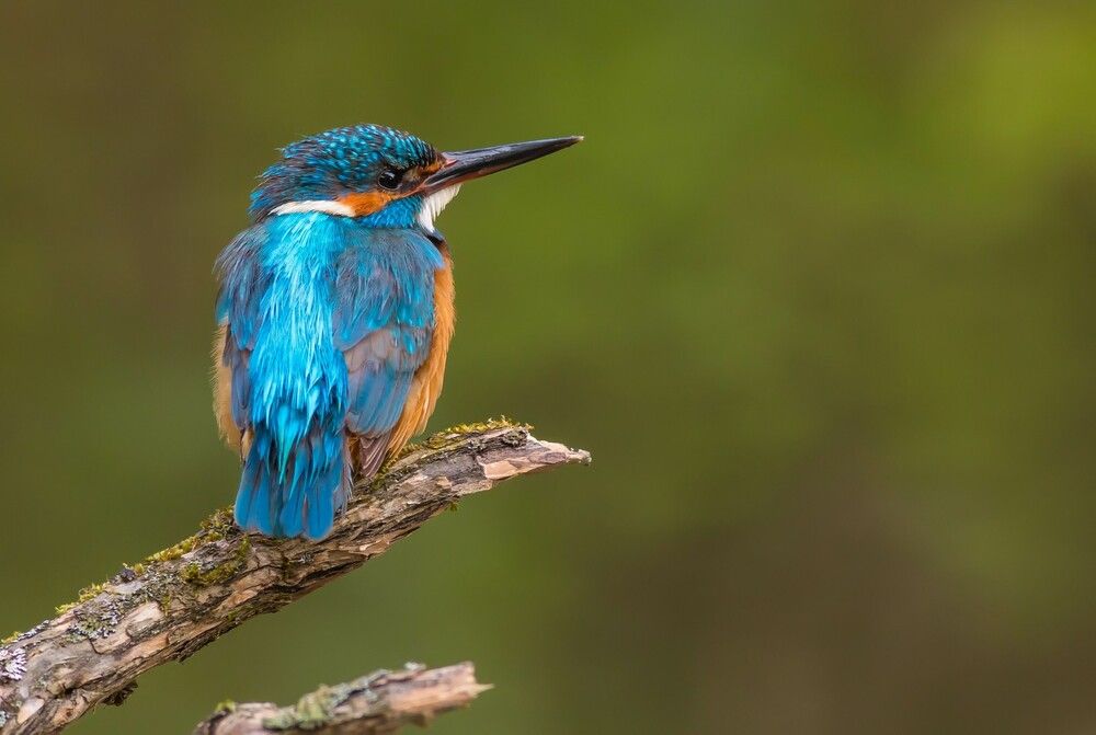 Photograph by Чибиркин Александр