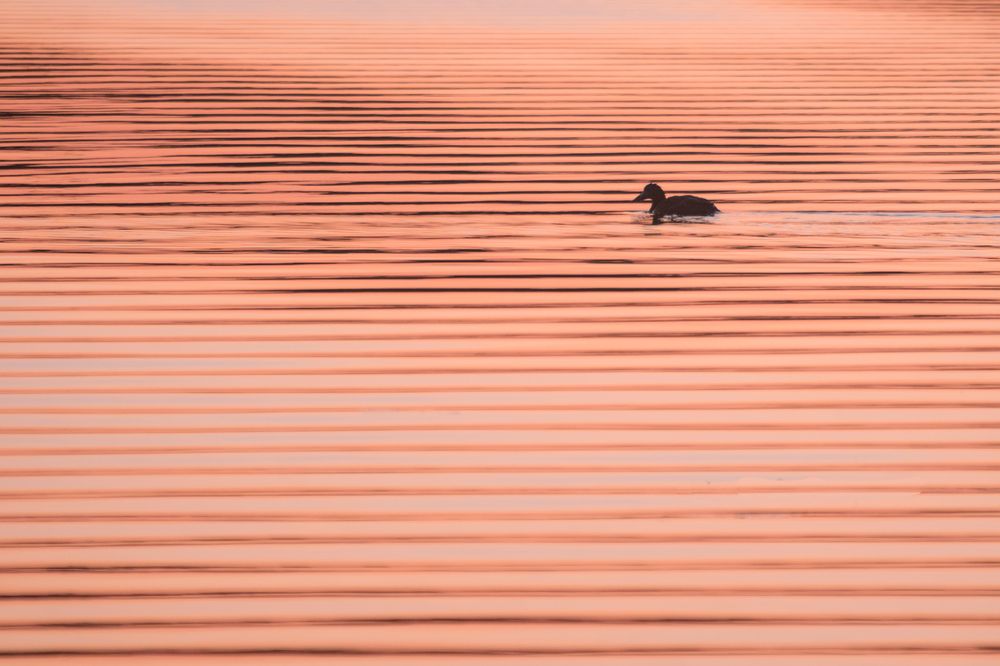 Photograph by Николай Потапов