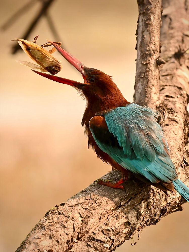 Фотография автора Olga Ольга Joshi Джоши