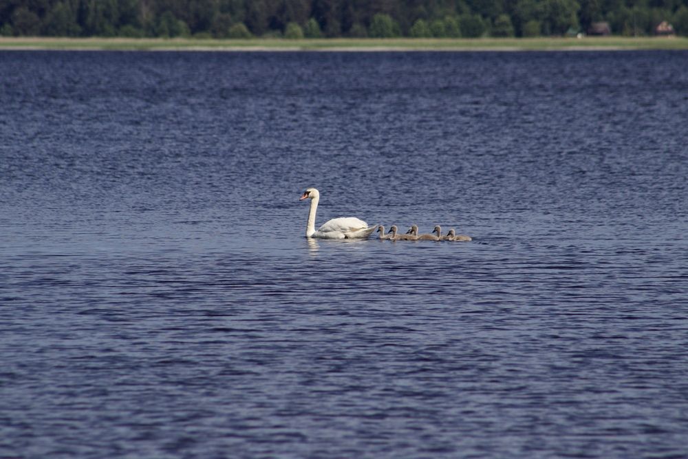 Фотография автора Ольга Матвеева