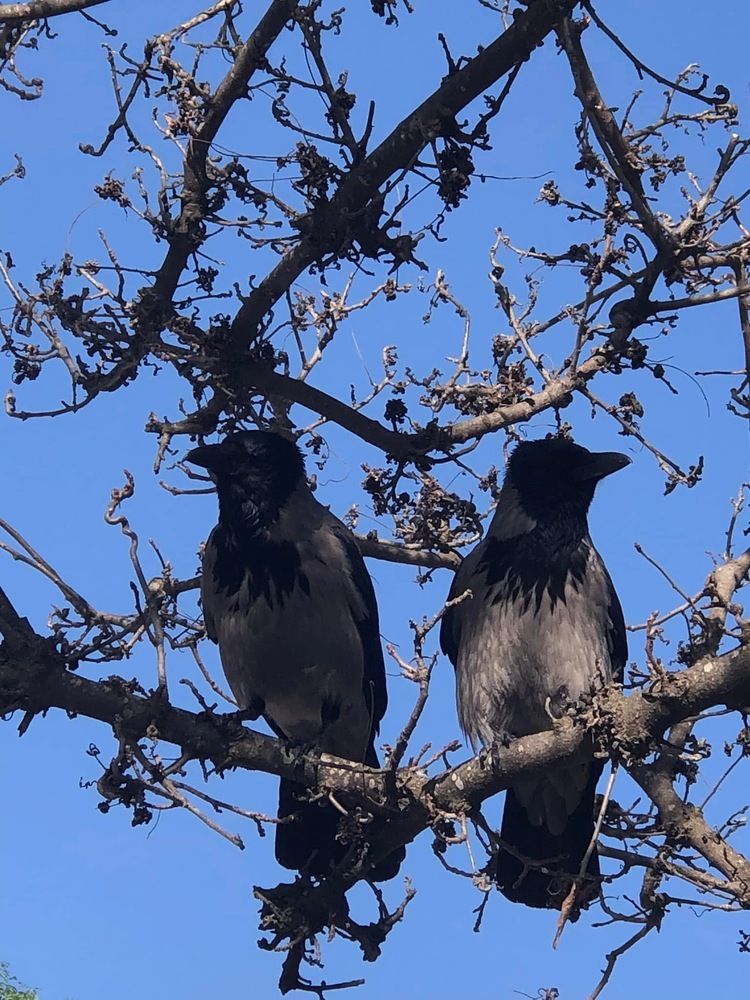 Вороны на посту.