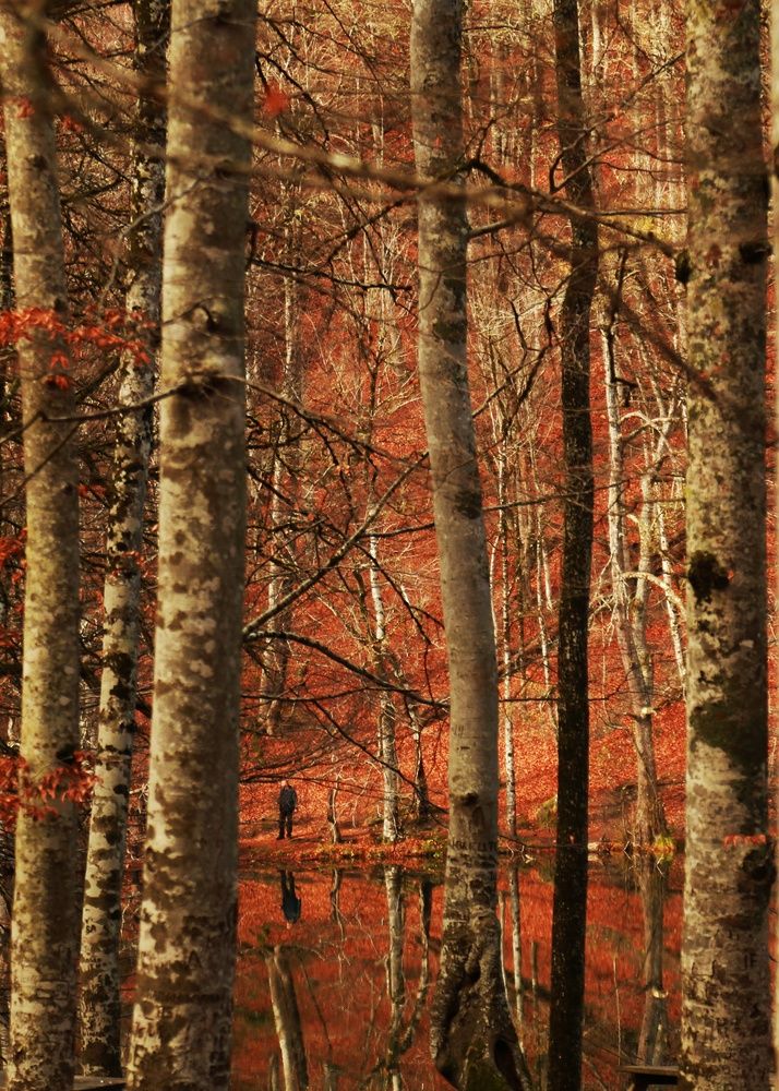 Lost in the stillness of fall