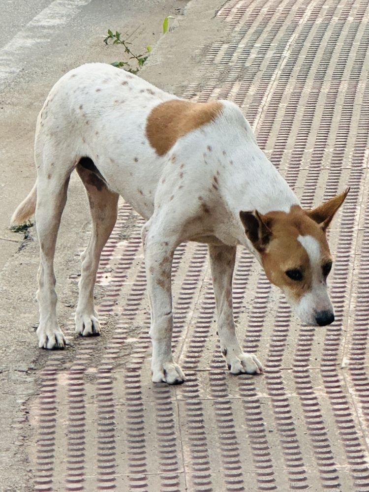 I can\'t find this dog, it\'s wandering around looking for food.