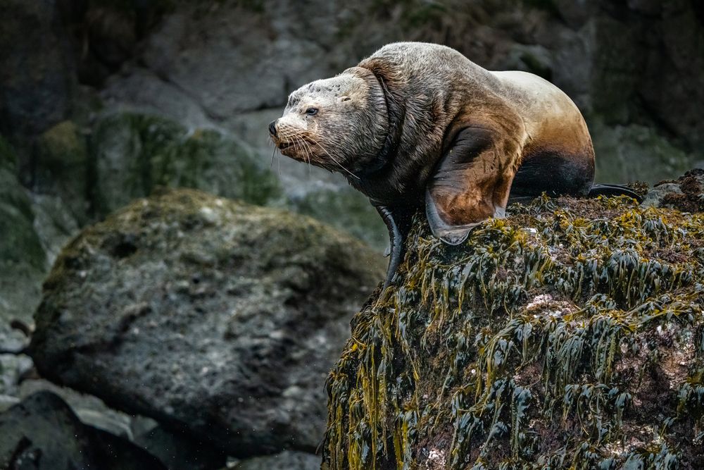 Старый сивуч.