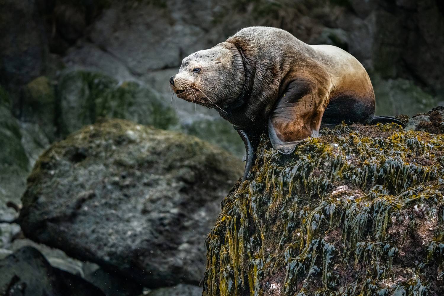 Старый сивуч.