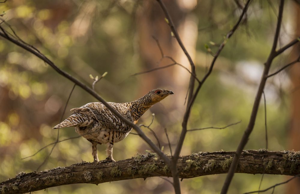 Photograph by Елена Перминова