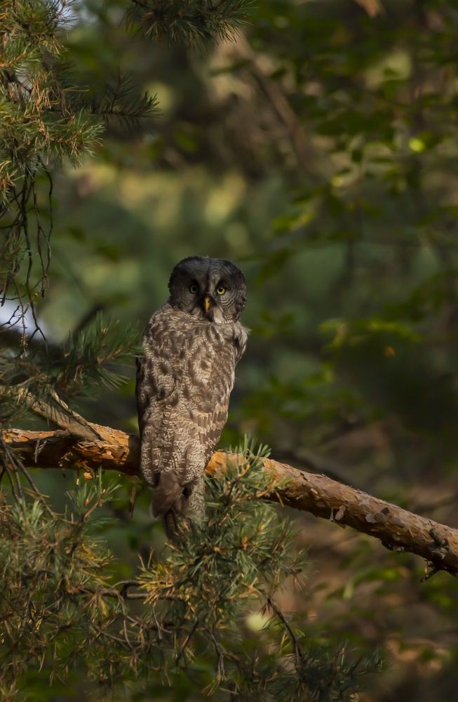 Photograph by Елена Перминова