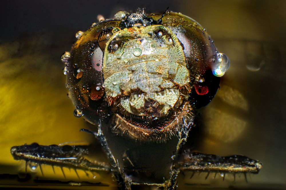 Photograph by Dewindu H. Fernando