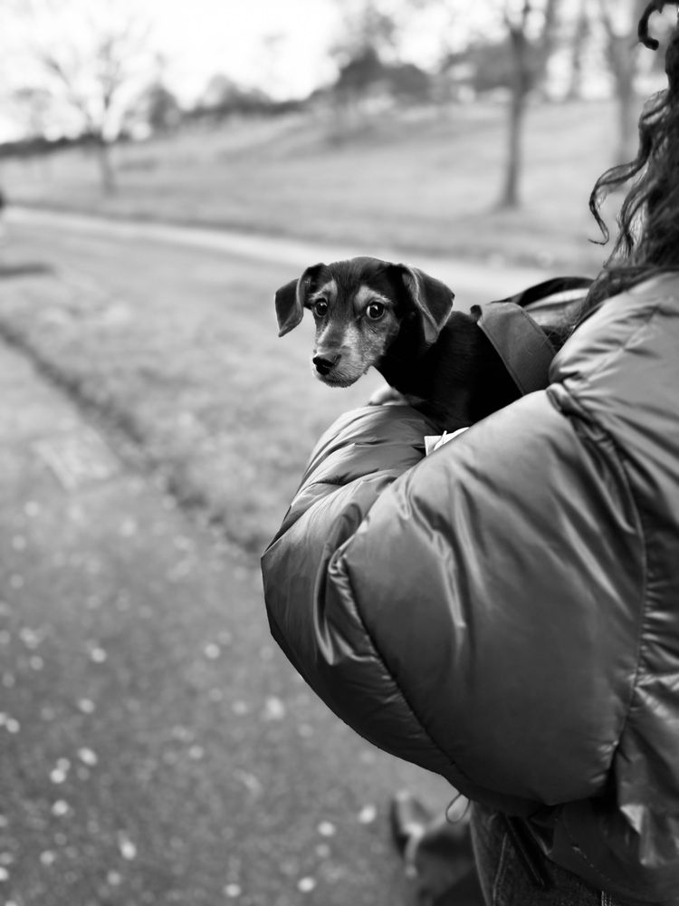 Photograph by Rozhina Molaei