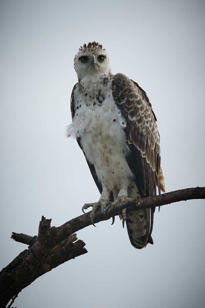 Photograph by Duc de Salier