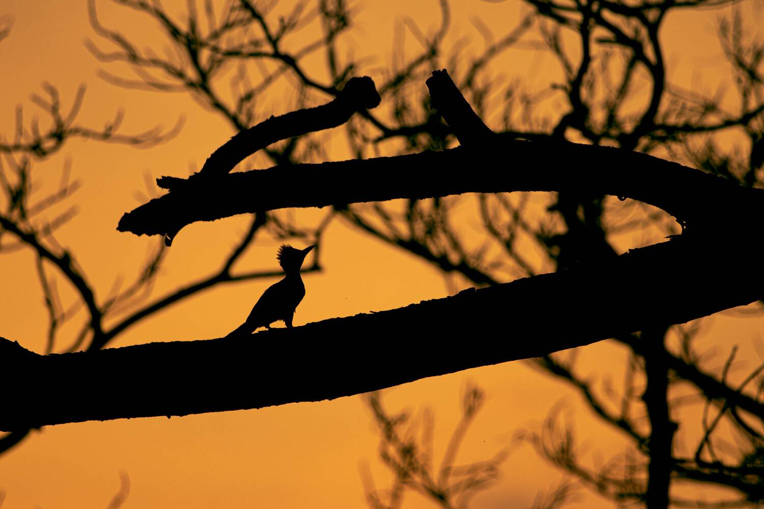Silhouette ♥️