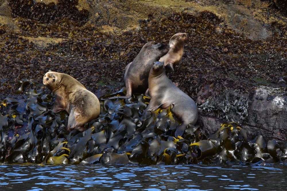 Lobos de Marin