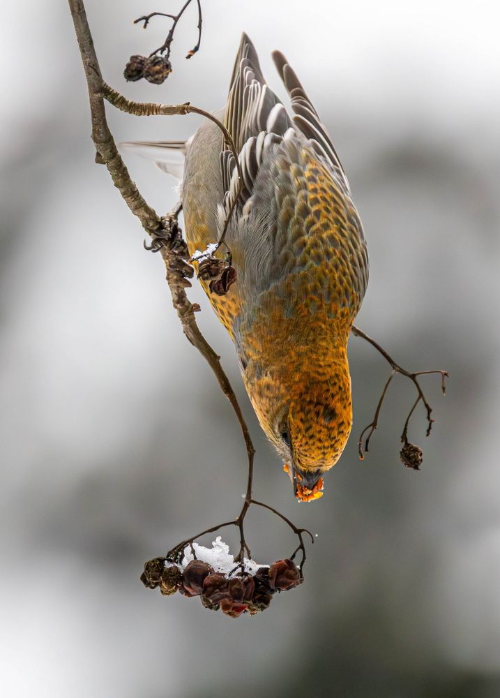 Photograph by Волынский Виктор