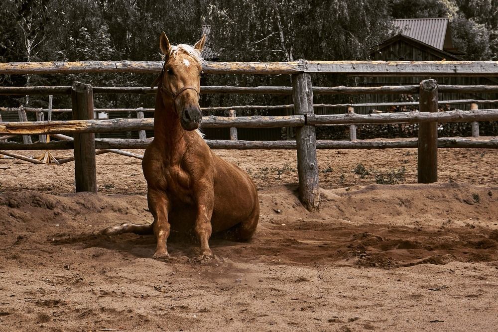 Фотография автора Татьяна Полянская