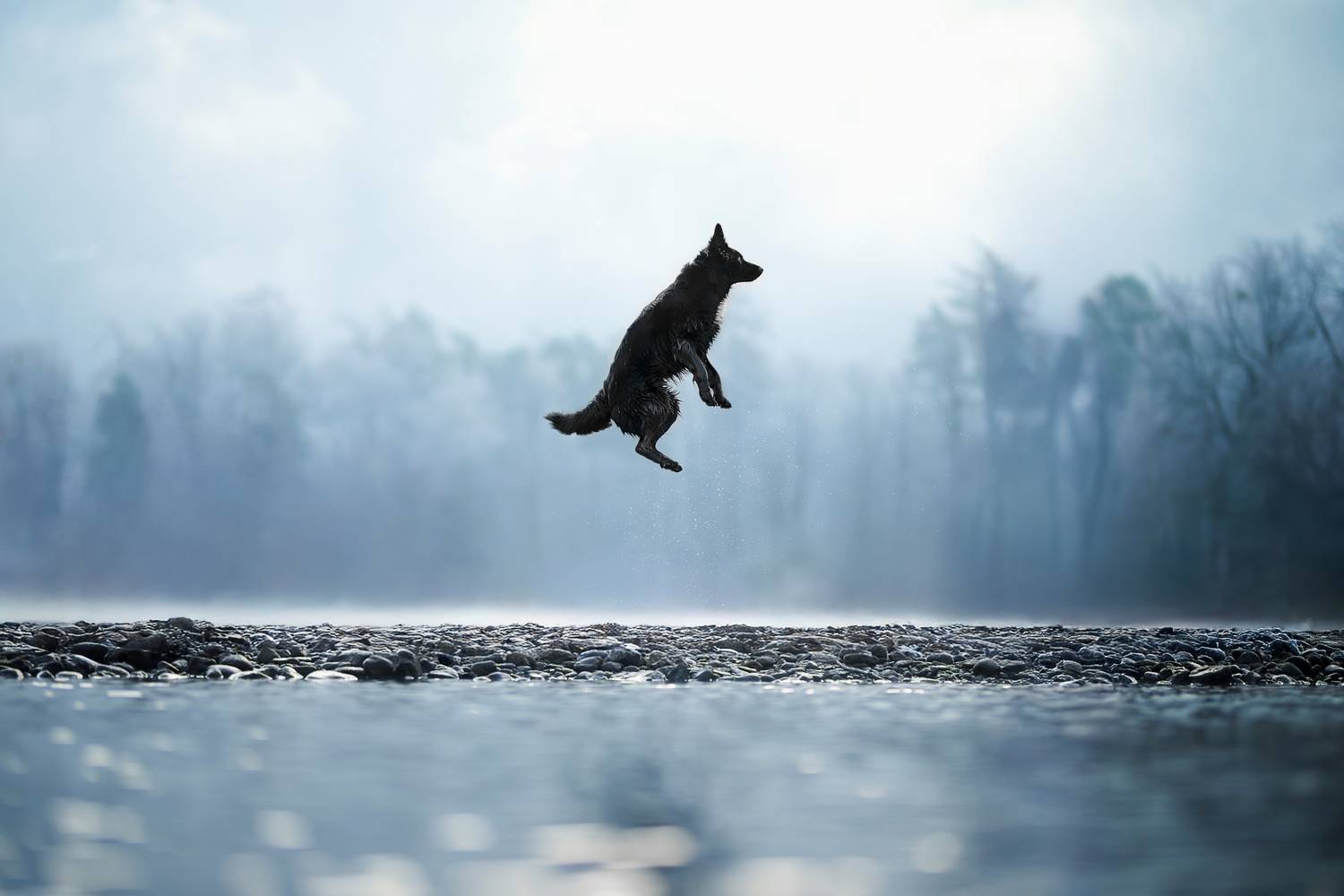 Photo #13122288
