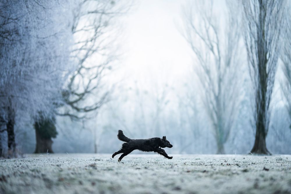 Photo #13122289