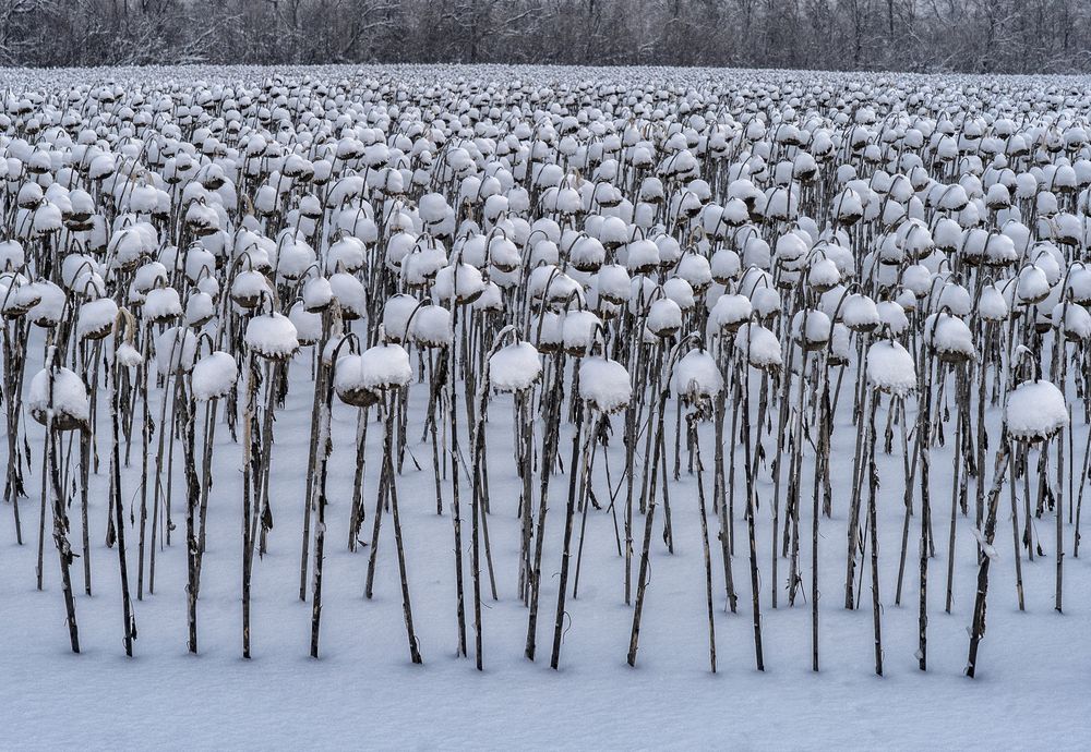 Photograph by Тамара Андреева