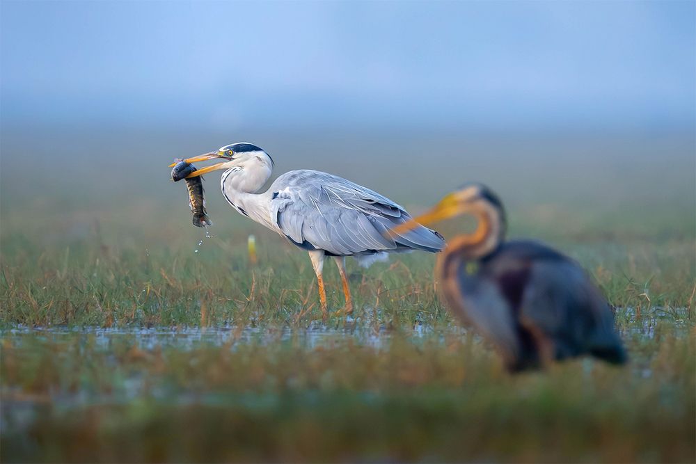 Photograph by Gobinda Dhara