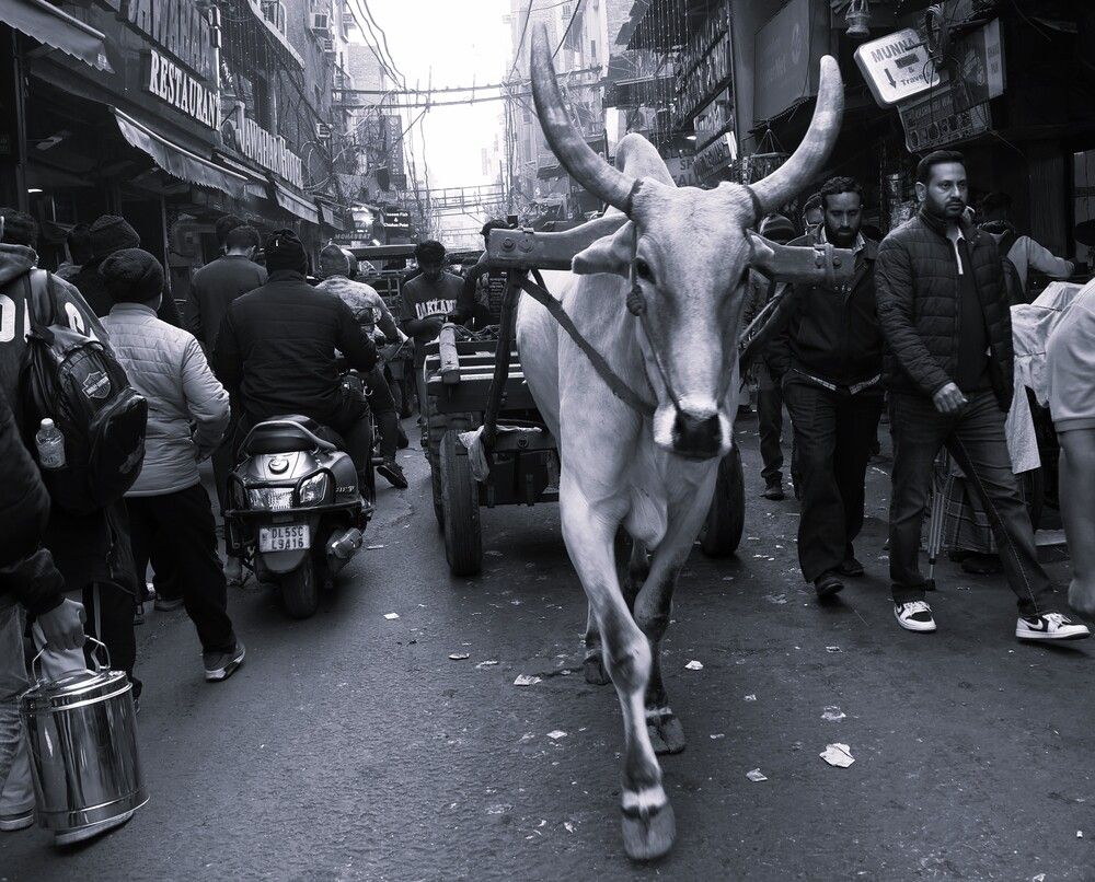 Photograph by G GOVIL