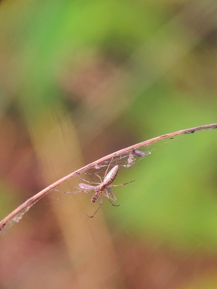 Photograph by G bauri