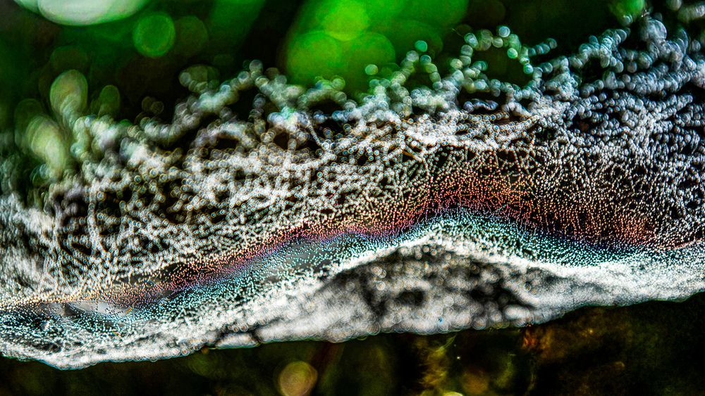 Microcosmic Pulse
